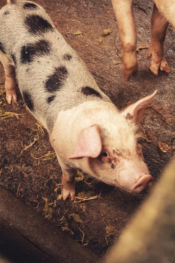 Hotel Fazenda Agua Branca Bonito  Kültér fotó