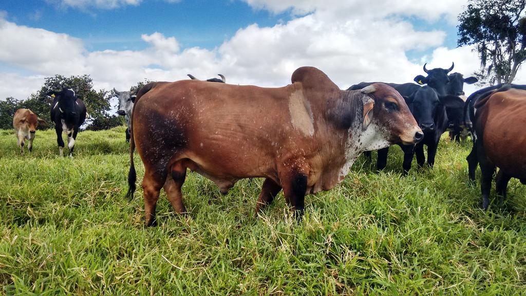 Hotel Fazenda Agua Branca Bonito  Kültér fotó
